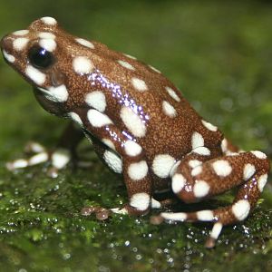 Poison arrow frog; Zurich Zoo; 1st September 2009