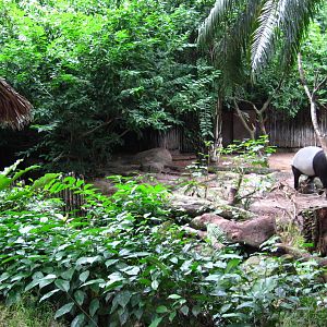 Malayan Tapir Exhibit, Singapore Zoo