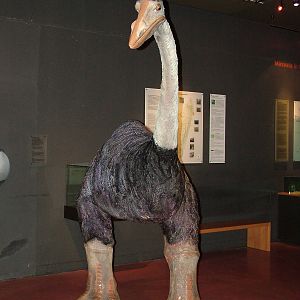Elephant Bird in the exhibition area, Masoala Rainforest at Zurich 31/08/09