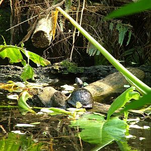 East African Side-necked Turtle, Masoala Rainforest at Zurich 31/08/09
