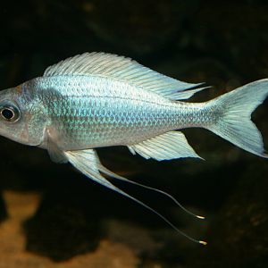 Lake Tanganyika cichlid; Basle Zoo; 27th August 2009
