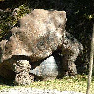 Galapagos Tortoises at Zurich 31/08/09