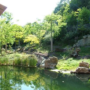 Asian Lion enclosure at Zurich 31/08/09