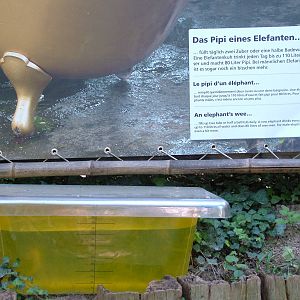 'Elephant's Wee' exhibit at Zurich 31/08/09
