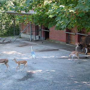 Asian paddock at Zurich 31/08/09