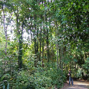 Masoala Rainforest at Zurich 31/08/09