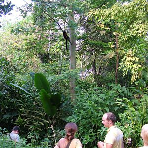 Lemur spotting, Masoala Rainforest at Zurich 31/08/09