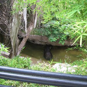 bairds tapir exhibit (Sept 09)