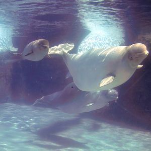 Beluga-Underwater