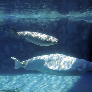 Beluga-Underwater