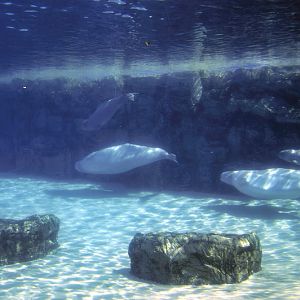 Beluga-Underwater