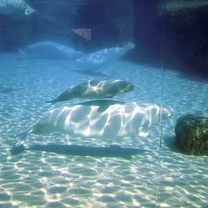 Beluga-Underwater