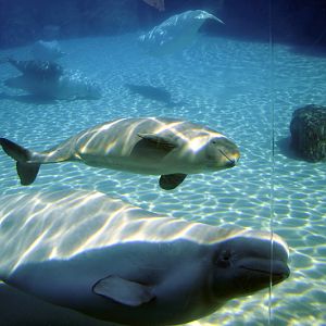 Beluga-Underwater