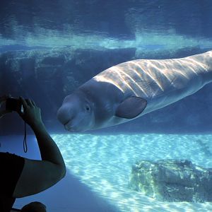 Beluga-Underwater