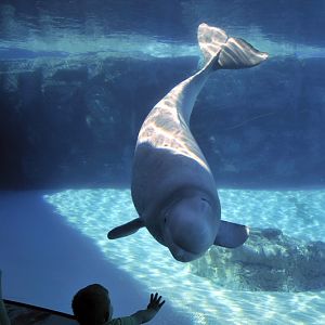 Beluga-Underwater