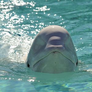 Beluga