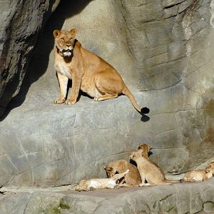 Lions at Hagenbeck, Hamburg