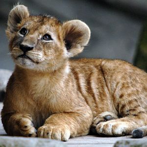 Babylion at Hagenbeck, Hamburg