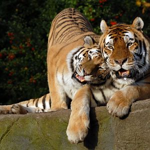 Tigers at Hagenbeck, Hamburg