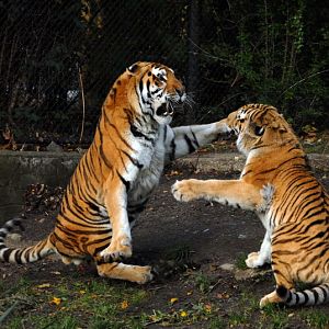 Tigers at Hagenbeck, Hamburg