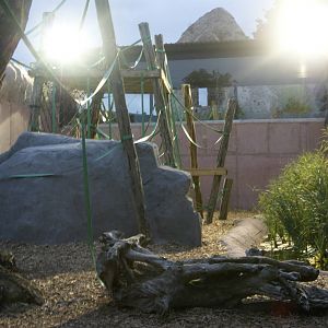 View from inside Orang Utan Forest
