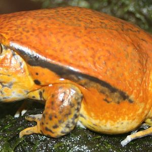 Tomato frog; Berne Tierpark; 31st August 2009