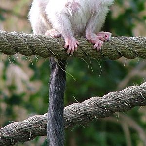 Silvery Marmoset