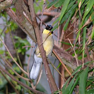 Blue Crowned LaughingThrush