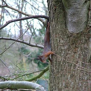 A Jersey Red Squirrel!!!