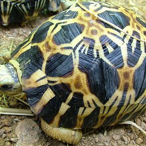 Juvenile Radiated Tortoise