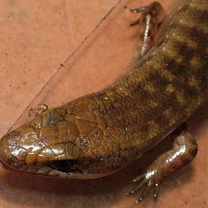 Juvenile Haitian Giant Galliwasp