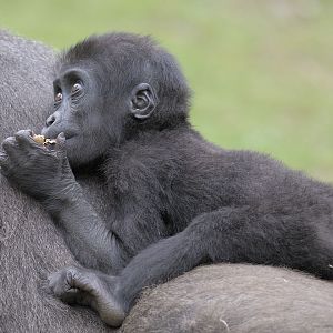 Lowland gorilla infant