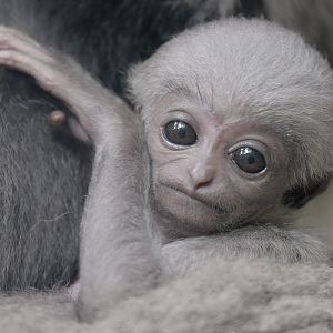 Moloch gibbon infant