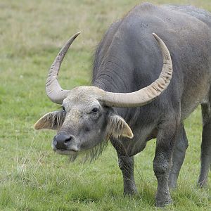 Water buffalo cow