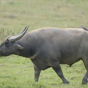 Water buffalo bull