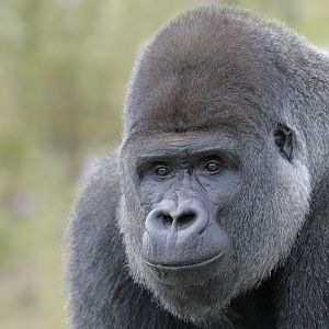Lowland gorilla