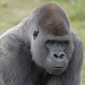 Lowland gorilla