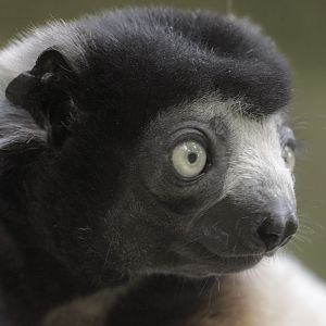 Crowned sifaka Noel