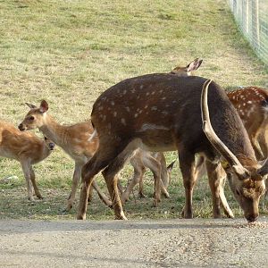 Sika Deer