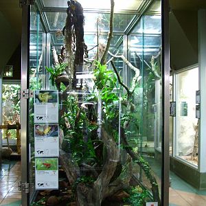 Eyelash Viper, Golden and Strawberry poison dartfrog exhibit