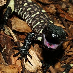 Hatchling Rio Fuerte Beaded Lizard