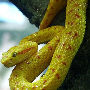 Golden Eyelash Viper