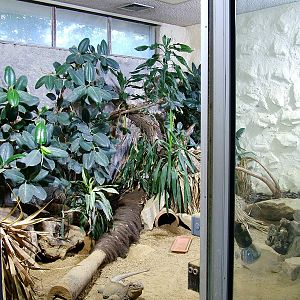 Rhinoceros Iguana Exhibit