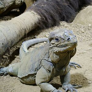 Rhinoceros Iguana
