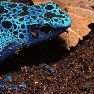 Blue Poison Dartfrog