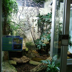 Asian Spiny Turtle Exhibit