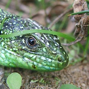 Jersey Green Lizard