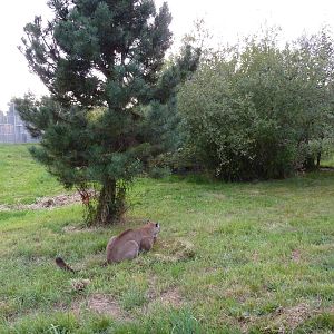 Cougar Enclosure