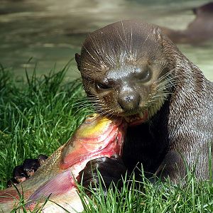 Giant Otter