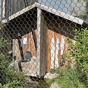 Jaguar Exhibit #2 - toilet!